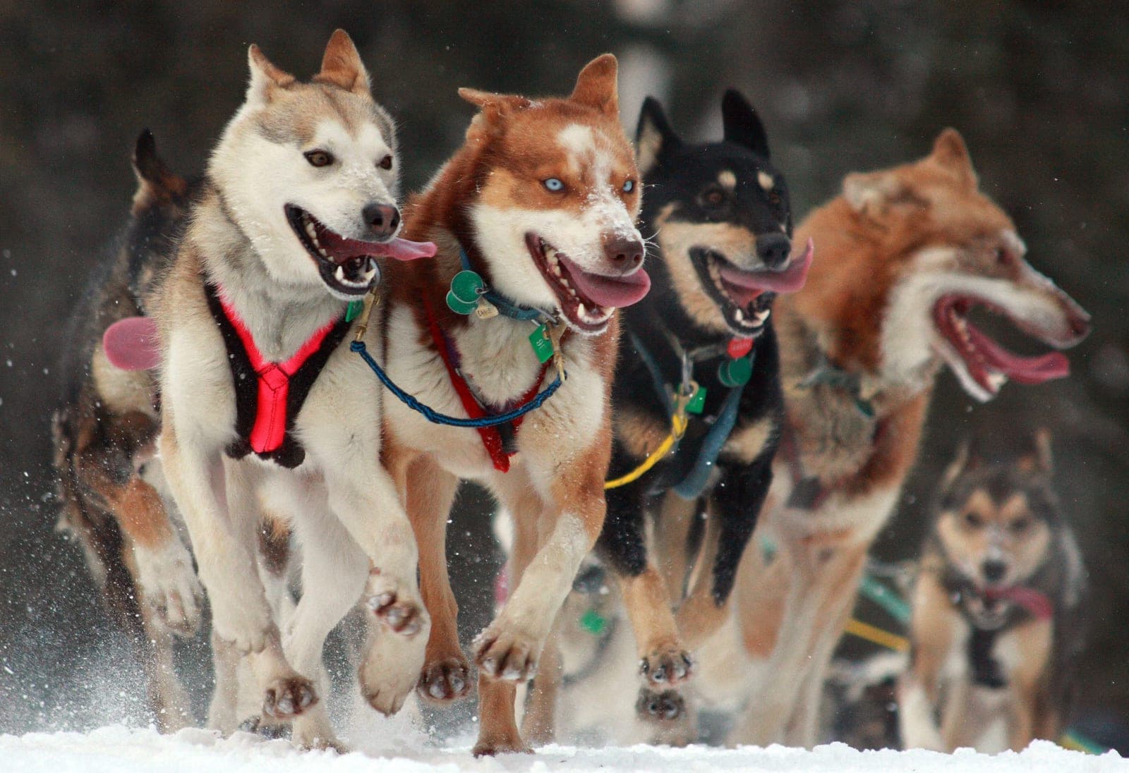 Sled dog team running in the snow